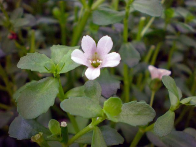 Growing bacopa from seeds at home: when to plant seedlings, photos, reviews