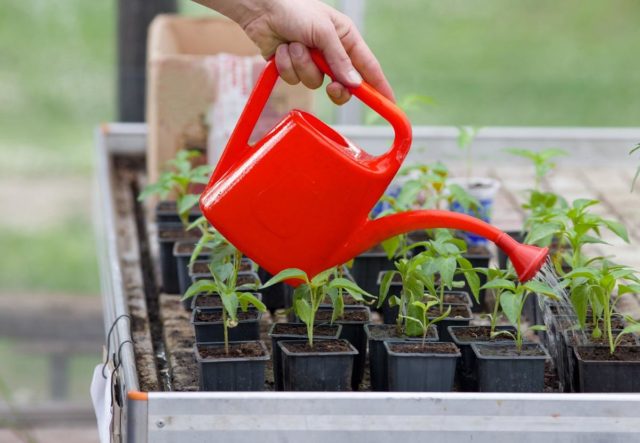 Growing balsam from seeds at home