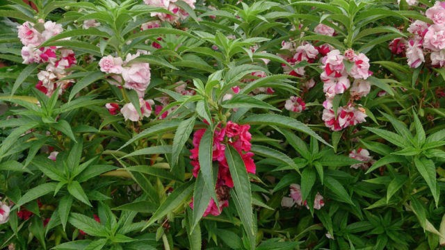 Growing balsam Tom Tamb at home from seeds