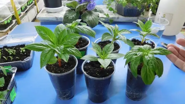 Growing balsam Tom Tamb at home from seeds