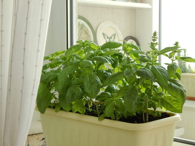 Growing basil from seeds at home