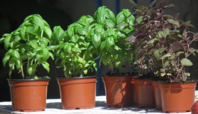 Growing basil from seeds at home