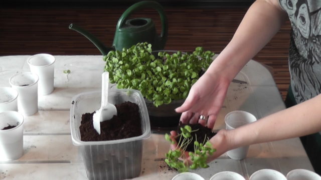 Growing basil from seeds at home