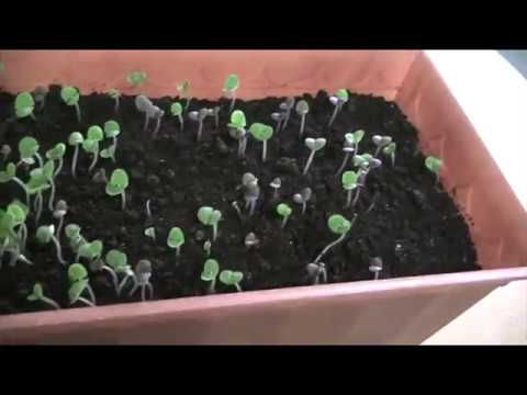 Growing basil from seeds at home