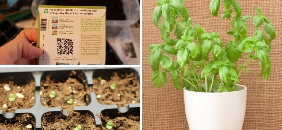 Growing basil from seeds at home