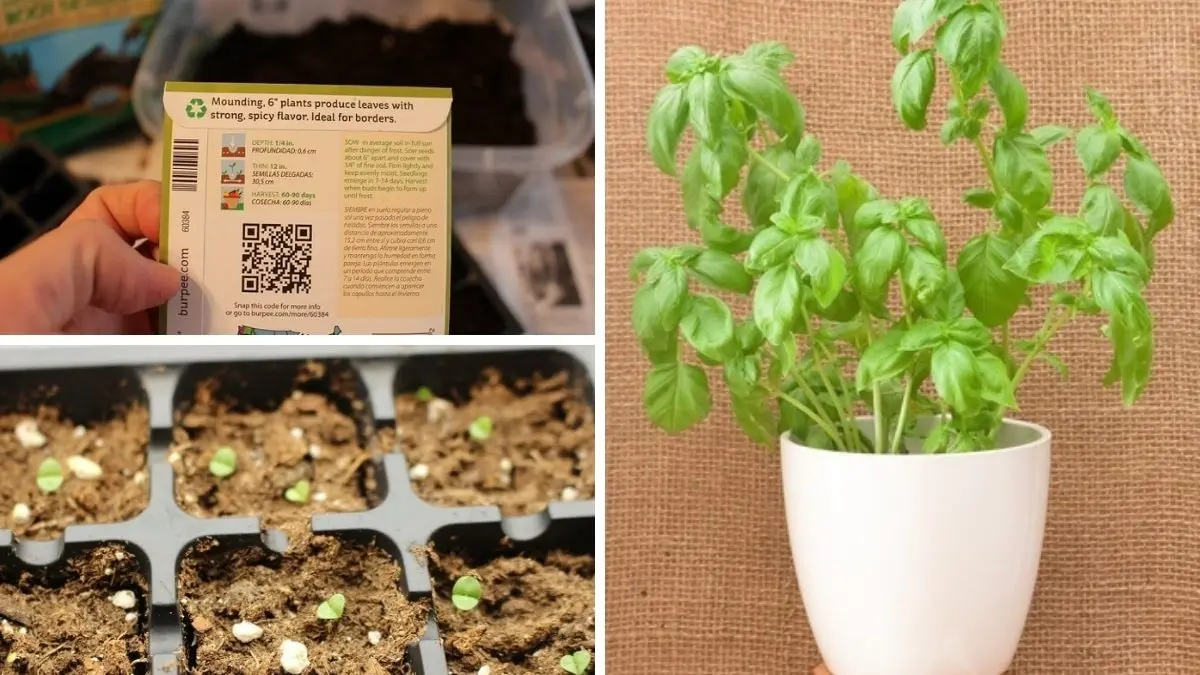 Growing basil from seeds at home