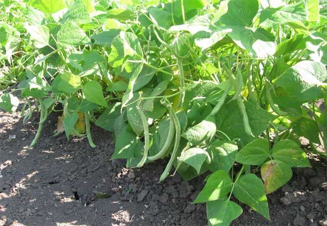 Growing beans in the garden - combine business with pleasure