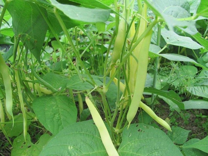 Growing beans in the garden - combine business with pleasure