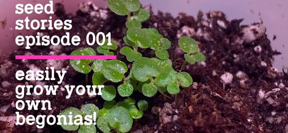 Growing begonias from seeds at home