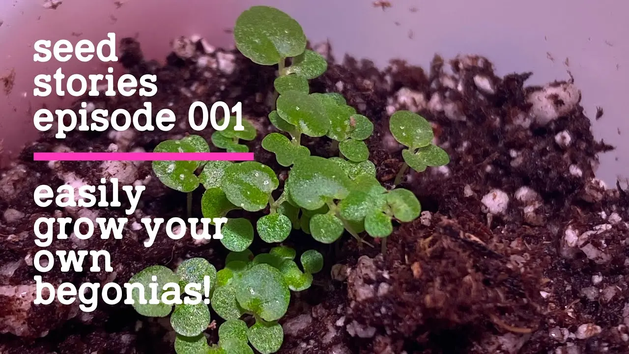 Growing begonias from seeds at home