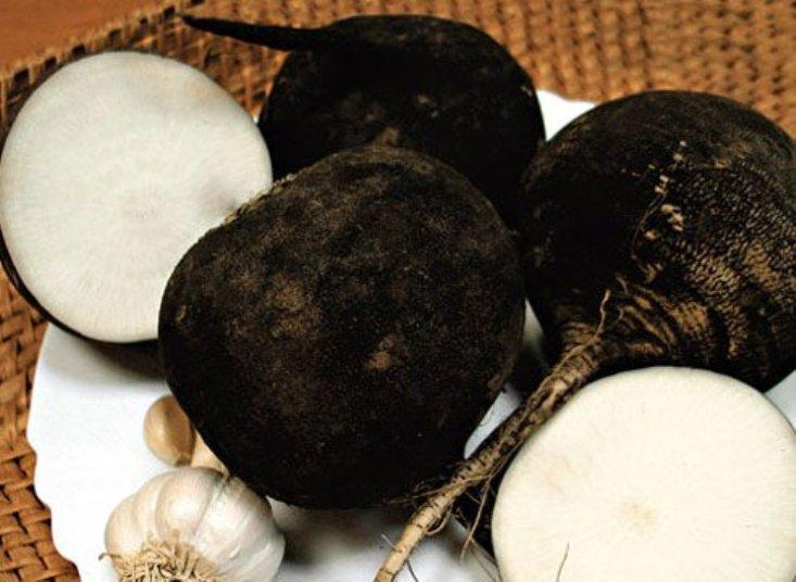 Growing black radish in open ground