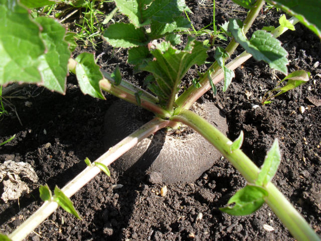 Growing black radish in open ground