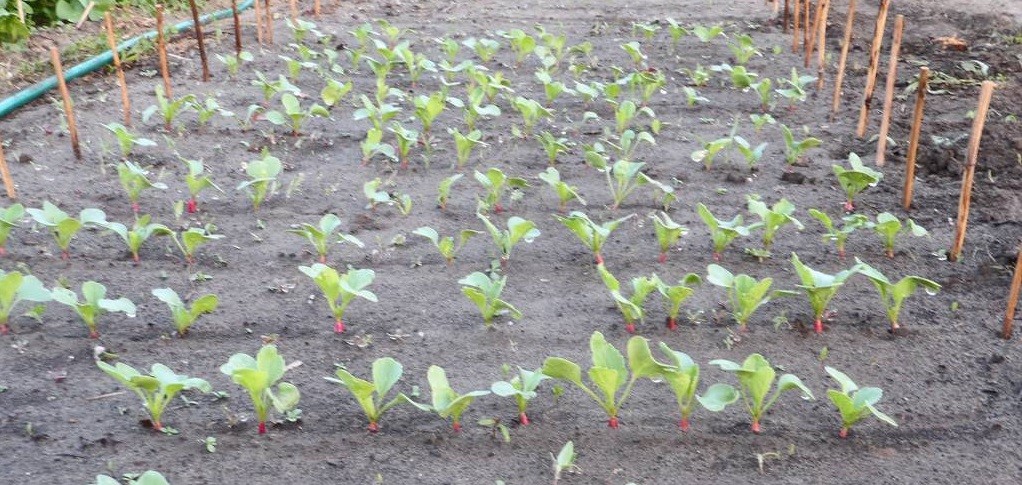 Growing black radish in open ground