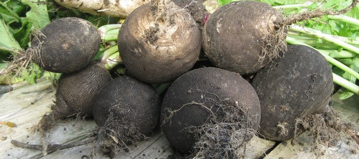 Growing black radish in open ground