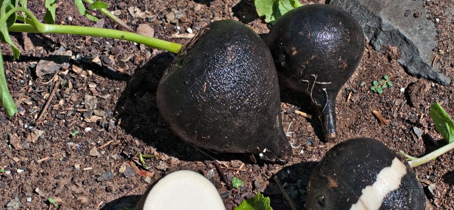 Growing black radish in open ground