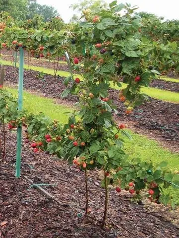 Growing blackberries on a trellis: how to tie it up correctly