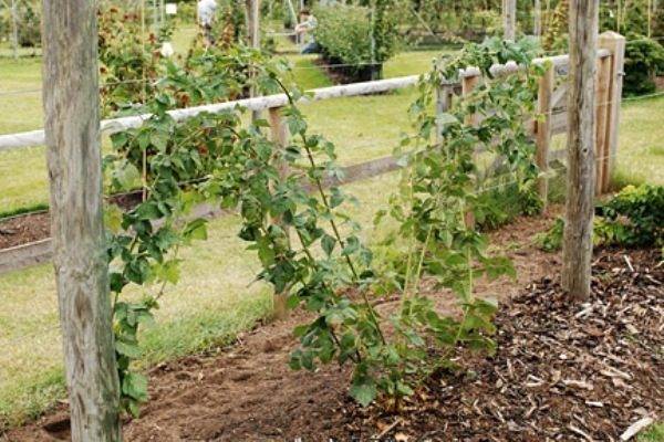 Growing blackberries on a trellis: how to tie it up correctly