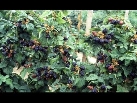 Growing blackberries on a trellis: how to tie it up correctly