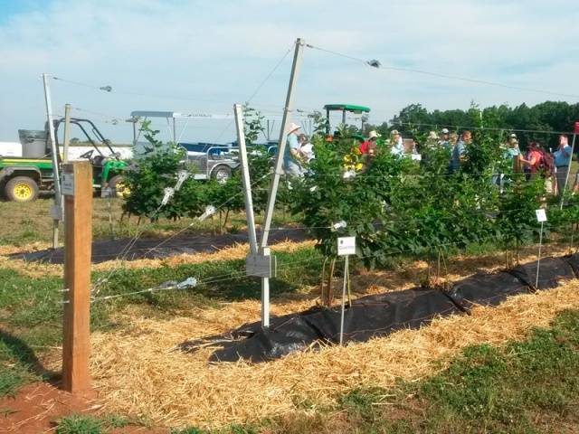 Growing blackberries on a trellis: how to tie it up correctly