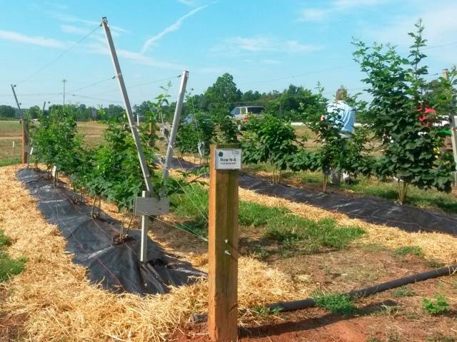 Growing blackberries on a trellis: how to tie it up correctly