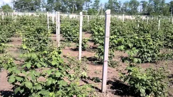 Growing blackberries on a trellis: how to tie it up correctly