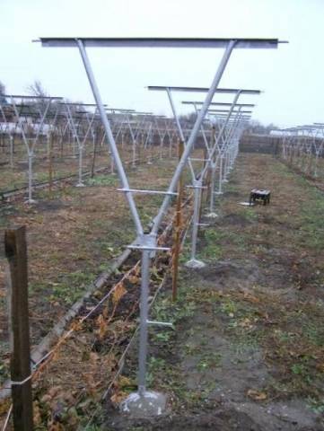 Growing blackberries on a trellis: how to tie it up correctly