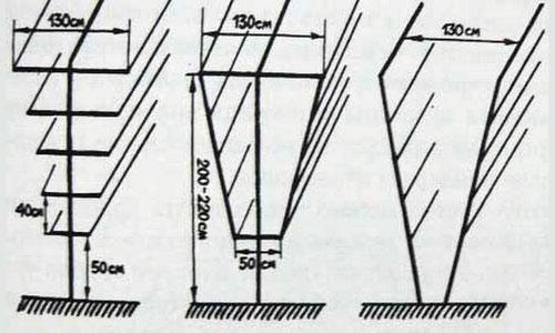 Growing blackberries on a trellis: how to tie it up correctly