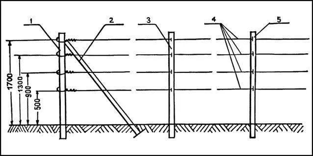 Growing blackberries on a trellis: how to tie it up correctly