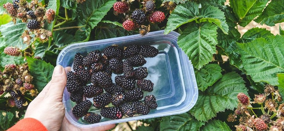 Growing blackberries on a trellis: how to tie it up correctly