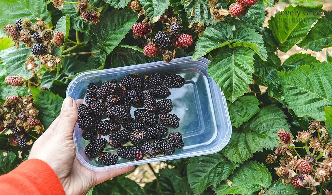 Growing blackberries on a trellis: how to tie it up correctly