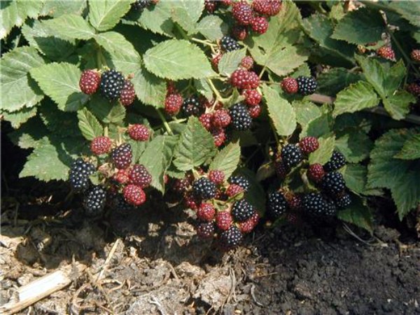 Growing blackberries: planting, care and pest control