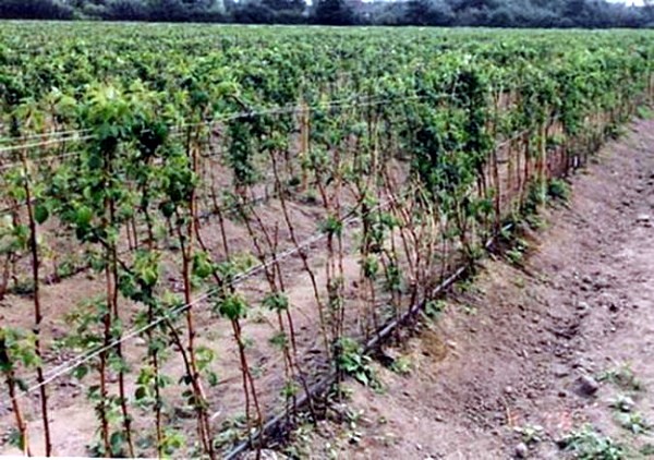 Growing blackberries: planting, care and pest control