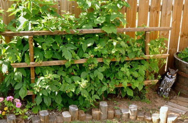 Growing blackberries: planting, care and pest control