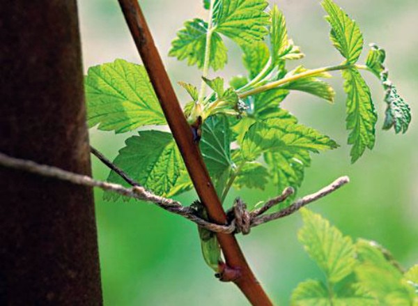 Growing blackberries: planting, care and pest control