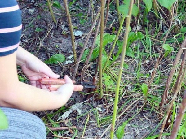 Growing blackberries: planting, care and pest control