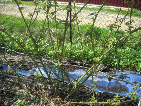 Growing blackberries: planting, care and pest control