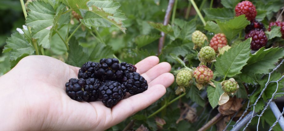 Growing blackberries: planting, care and pest control