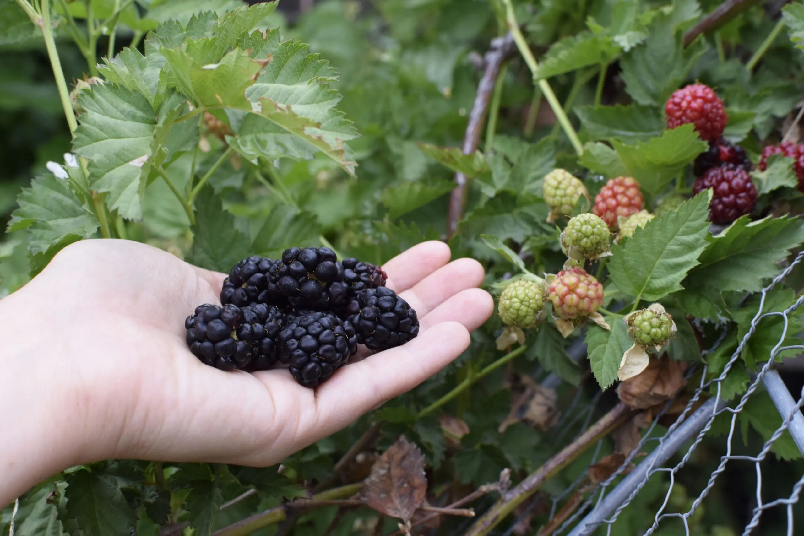 Growing blackberries: planting, care and pest control