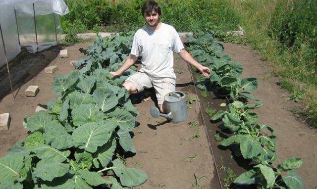 Growing broccoli outdoors