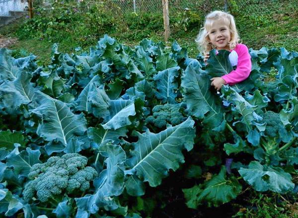 Growing broccoli outdoors