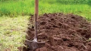 Growing broccoli outdoors