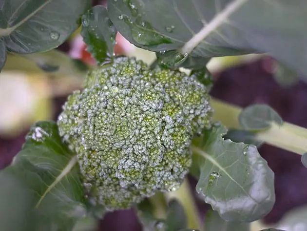 Growing broccoli outdoors