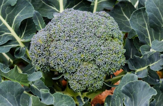 Growing broccoli outdoors