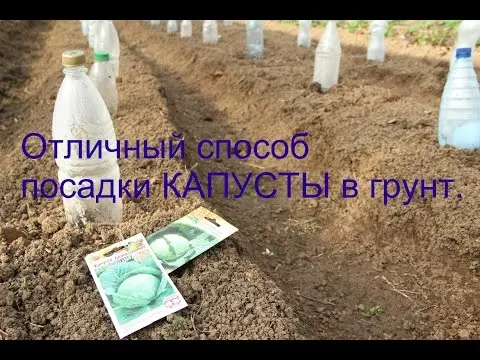 Growing broccoli outdoors