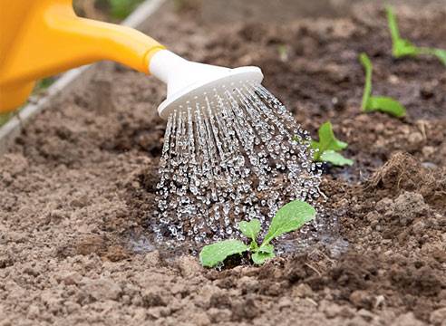 Growing broccoli outdoors