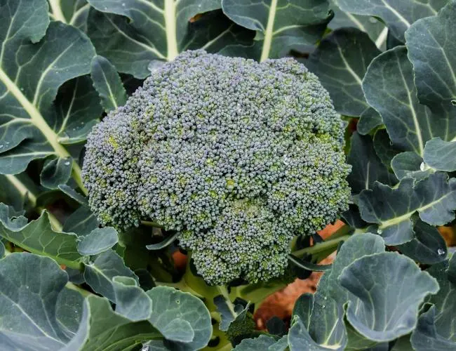 Growing broccoli outdoors