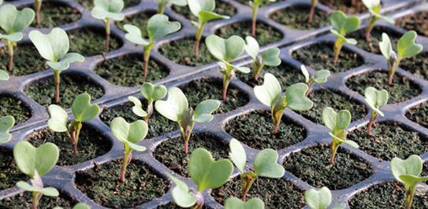 Growing broccoli: planting seedlings, growing in open ground and greenhouse