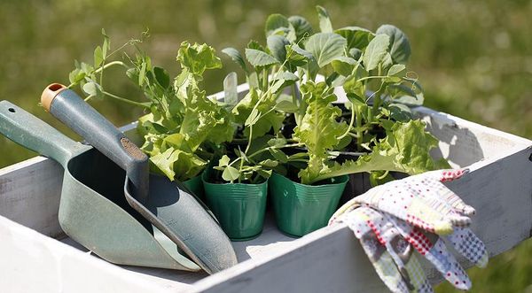 Growing broccoli: planting seedlings, growing in open ground and greenhouse