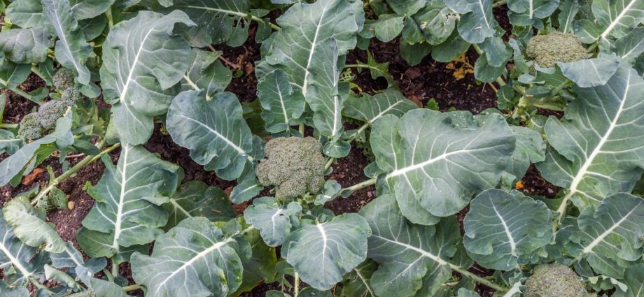 Growing broccoli: planting seedlings, growing in open ground and greenhouse