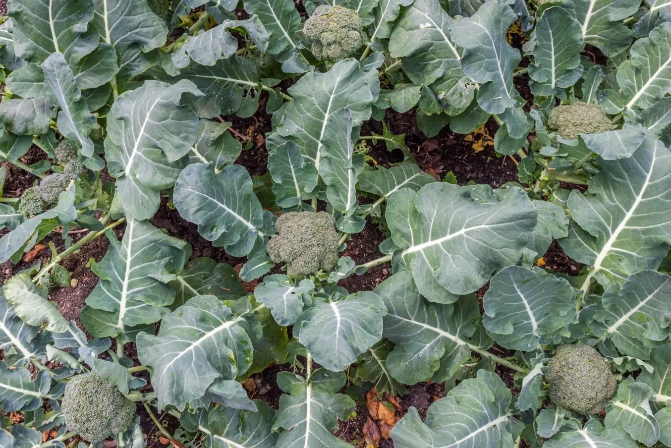 Growing broccoli: planting seedlings, growing in open ground and greenhouse